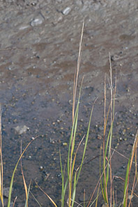 Spartina alterniflora (smooth cordgrass, saltmarsh cordgrass, salt-water cordgrass)