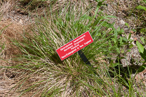 Sporobolus heterolepis (northern dropseed)