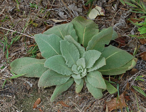 Stachys byzantina (lamb’s ears)