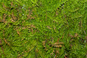 Thuidium delicatulum (delicate fern moss, fern moss, common fern moss, delicate thuidium moss)