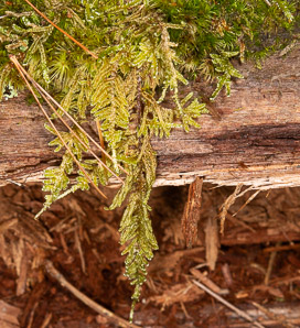 Thuidium delicatulum (delicate fern moss, fern moss, common fern moss, delicate thuidium moss)