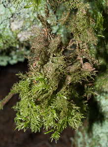 Thuidium delicatulum (delicate fern moss, fern moss, common fern moss, delicate thuidium moss)