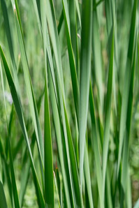 Typha angustifolia (narrow-leaved cattails, narrowleaf cattail, lesser bulrush, lesser reedmace)