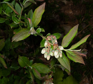 Vaccinium angustifolium (lowbush blueberry, blueberry)