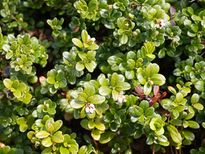 Vaccinium vitis-idaea (lingonberry, mountain cranberry, cowberry, foxberry, red whortleberry, low bush cranberry, low bush partridgeberry, partridgeberry)