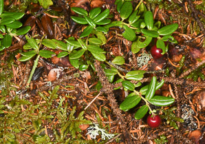 Vaccinium vitis-idaea (lingonberry, mountain cranberry, cowberry, foxberry, red whortleberry, low bush cranberry, low bush partridgeberry, partridgeberry)