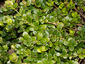Vaccinium vitis-idaea (lingonberry, mountain cranberry, cowberry, foxberry, red whortleberry, low bush cranberry, low bush partridgeberry, partridgeberry)