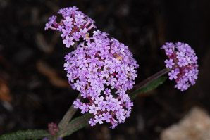 Verbena bonariensis (purpletop vervain, tall verbena, clustertop vervain, pretty verbena)