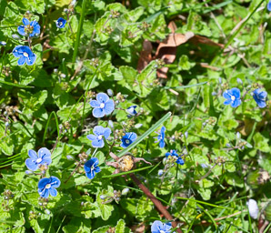 Veronica persica (Persian speedwell, birdeye speedwell)