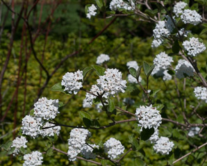 Viburnum carlesii (Koreanspice viburnum)