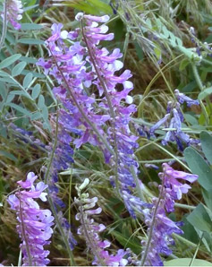 Vicia cracca (cow vetch, blue vetch, bird vetch, tufted vetch)