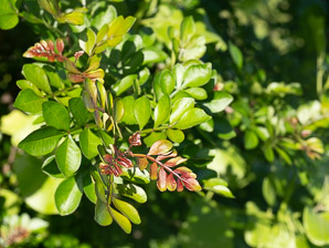 Zanthoxylum fagara (wild lime prickly ash, wild lime, lime pricklyash)