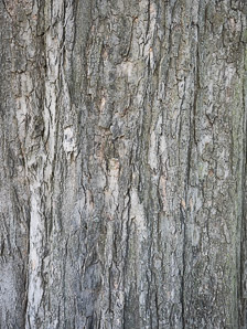Acer saccharum (sugar maple)