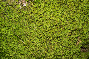 Anomodon attenuatus (tree-skirt moss, poodle moss, anomodon moss)