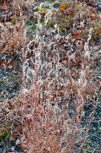 Aristida dichotoma (poverty grass, churchmouse threeawn, Shinners’ three-awned grass)