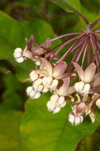 Asclepias exaltata (poke milkweed, tall milkweed)