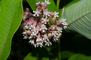 Asclepias syriaca (common milkweed, milkweed)