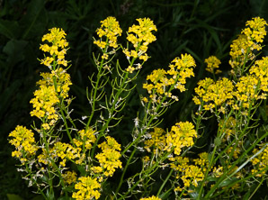 Barbarea vulgaris (winter cress, wintercress, garden yellowrocket, bittercress, herb barbara, rocketcress, yellow rocketcress, winter rocket, wound rocket)