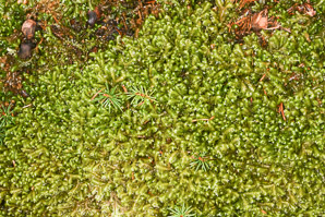 Bazzania trilobata (leafy liverwort, greater whipwort, millipede plant)