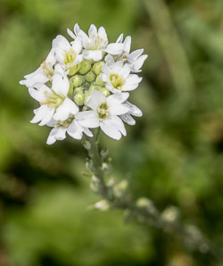 Berteroa incana (hoary alyssum, hoary alison, hoary false alyssum, sandvita)