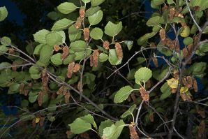 Betula occidentalis (water birch)