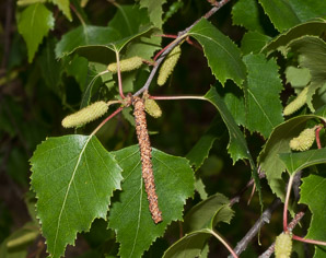 Betula populifolia (gray birch, yellow birch)