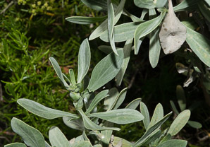 Borrichia frutescens (sea oxeye)
