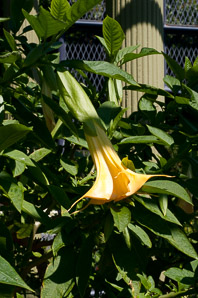 Brugmansia ×candida (angel’s-trumpet)
