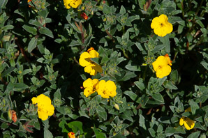Camissoniopsis cheiranthifolia (beach primrose)