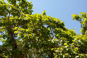 Catalpa speciosa (northern catalpa, hardy catalpa, western catalpa, cigar tree, Catawba-tree)