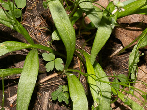 Claytonia virginica (Virginia spring-beauty, spring beauty, Virginia springbeauty)