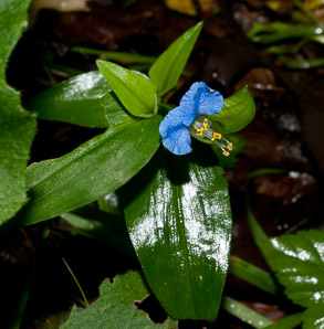 Commelina communis (Asiatic dayflower)
