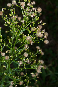 Conyza canadensis (horseweed, Canada horseweed, Canadian horseweed)