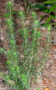 Conyza canadensis (horseweed, Canada horseweed, Canadian horseweed)