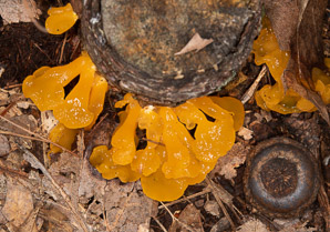 Dacryopinax spathularia (fan-shaped jelly fungus)