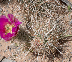 Echinocereus engelmannii (hedgehog cactus, calico cactus, dagger-spine hedgehog, Engelmann’s hedgehog, Howe hedgehog, Indian strawberry cactus, Munz’s hedgehog cactus, needle-spine hedgehog, purple-spined hedgehog, strawberry hedgehog, varied-spine hedgehog, Engelmann hedgehog, Engelmann’s hedgehog cactus)