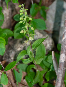 Epipactis helleborine (broad-leaved helleborine, broadleaf helleborine)