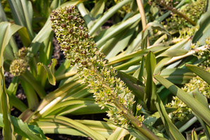Eucomis ‘Sparkling (pineapple lily)
