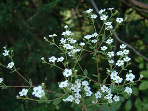 Euphorbia corollata (eastern flowering spurge)
