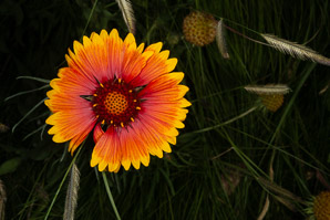Gaillardia suavis (pincushion daisy, perfumeballs)