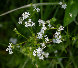 Galium mollugo (smooth bedstraw, false baby’s breath, upright bedstraw, upright hedge bedstraw, white bedstraw, wild madder)
