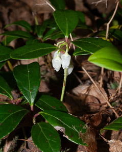 Gaultheria procumbens (creeping wintergreen, wintergreen, Eastern teaberry, checkerberry, boxberry, American wintergreen)