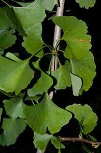 Ginkgo biloba (maidenhair tree, golden fossil tree, stinkbomb tree)