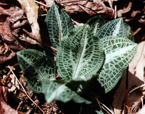 Goodyera pubescens (downy rattlesnake plantain, downy rattlesnake orchid)