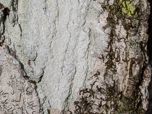 Graphis scripta (script lichen, secret writing lichen, pencilmark lichen)