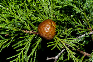 Gymnosporangium juniperi-virginianae (cedar apple rust, American apple rust)