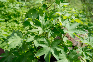 Humulus japonicus (Japanese hops)