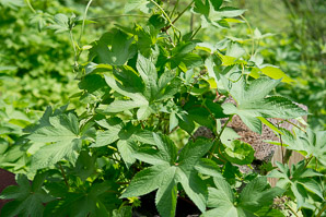 Humulus japonicus (Japanese hops, Japanese hop)