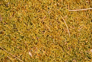 Hypnum cupressiforme (cypress-leaved plaitmoss, hypnum moss)