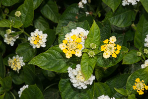Lantana camara (lantana, largeleaf lantana, common lantana, kamara lantana, wild sage, red sage, yellow sage, white sage, shrub verbena)